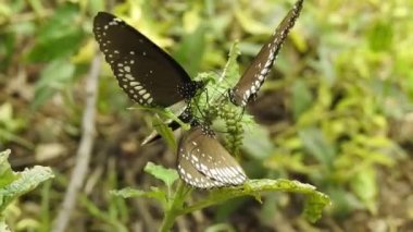 Güzel kral kelebeği sarı çiçekler ve gün ışığında çayırların üzerinde uçuyor. Tropikal egzotik kral kelebeği kırmızı çiçeklerle besleniyor. Bahar cenneti, yemyeşil doğal arka plan. Kral Kelebeği Sürü Dansı, 