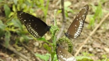 Güzel kral kelebeği sarı çiçekler ve gün ışığında çayırların üzerinde uçuyor. Tropikal egzotik kral kelebeği kırmızı çiçeklerle besleniyor. Bahar cenneti, yemyeşil doğal arka plan. Kral Kelebeği Sürü Dansı, 