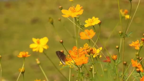 Αργή Κίνηση Της Όμορφης Μπλε Μεταξωτής Πεταλούδας Που Ανοίγει Φτερά — Αρχείο Βίντεο