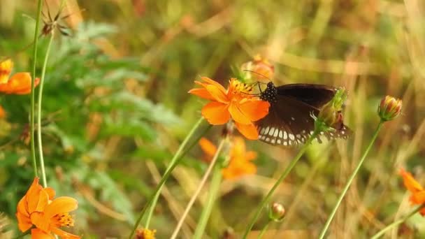 Papatya Çiçeğinin Kanatlarını Açan Güzel Mavi Ipek Morpho Kelebeğinin Yavaş — Stok video