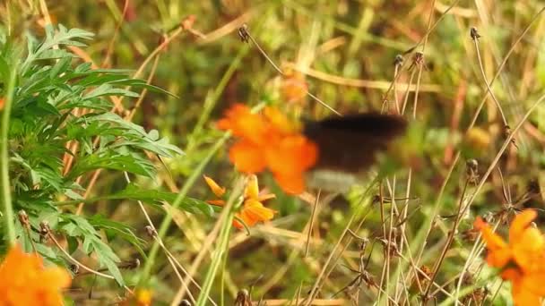 Slow Motion Beautiful Blue Silk Morpho Butterfly Opening Wings Daisy — Stock Video