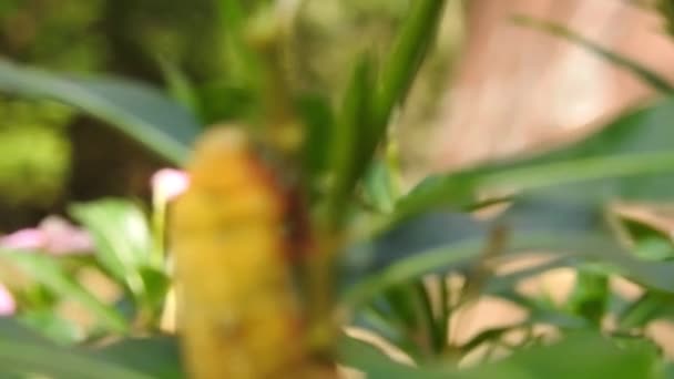 Duży Gąsienica Jem Zielony Odchodzę Zamazany Tło Gąsienica Ruszam Się — Wideo stockowe