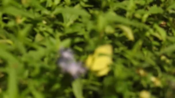 Movimiento Lento Hermosas Alas Mariposa Morfo Seda Azul Una Flor — Vídeo de stock