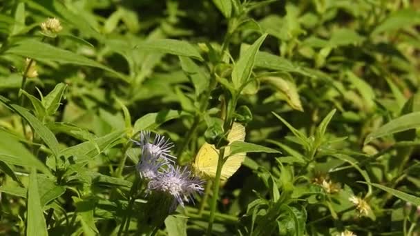 Slow Motion Beautiful Blue Silk Morpho Butterfly Opening Wings Daisy — Stock Video