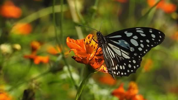 Movimiento Lento Hermosas Alas Mariposa Morfo Seda Azul Una Flor — Vídeo de stock