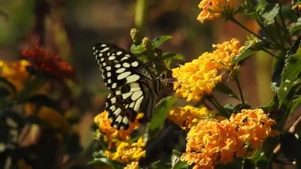 Papatya Çiçeğinin Kanatlarını Açan Güzel Mavi Ipek Morpho Kelebeğinin Yavaş — Stok video