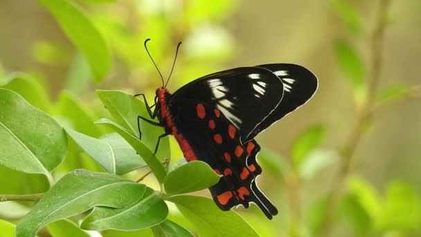 아름다운 나비의 움직임 데이지 날개를 펼치고 있습니다 정원의 아침에 줄기에 — 비디오