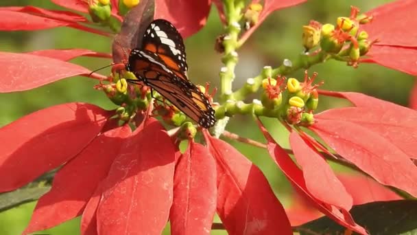 Powolny Ruch Pięknego Niebieskiego Jedwabiu Morpho Motyla Otwierającego Skrzydła Stokrotnym — Wideo stockowe