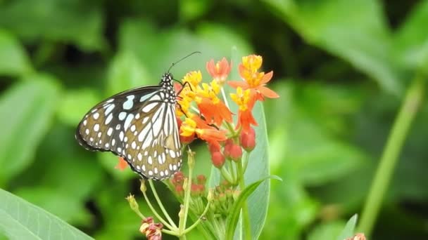 Zpomalený Pohyb Krásného Modrého Hedvábí Morpho Motýla Otvírajícího Křídla Květinovém — Stock video
