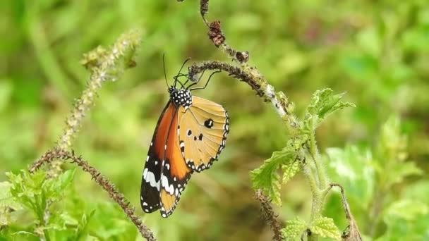 Zpomalený Pohyb Krásného Modrého Hedvábí Morpho Motýla Otvírajícího Křídla Květinovém — Stock video