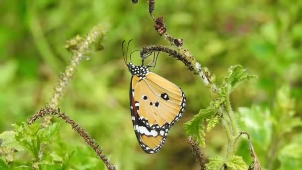 Hermosa Mariposa Monarca Está Volando Por Encima Las Flores Amarillas — Vídeo de stock