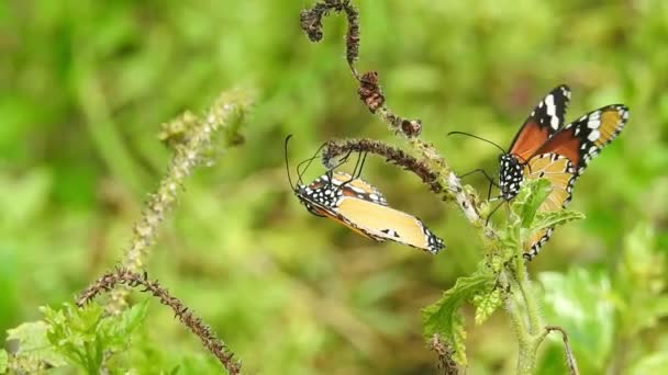 Krásný Motýl Monarcha Vznáší Nad Žlutými Květy Travnatými Porosty Slunci — Stock video