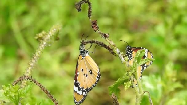 Piękny Monarcha Motyl Lata Nad Żółtymi Kwiatami Pastwiskami Słońcu Tropikalny — Wideo stockowe