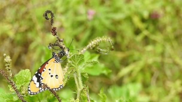 美しい君主蝶は太陽の下で黄色の花や草原の上を飛んでいる 熱帯エキゾチックなモナーク蝶の赤い花に餌を マクロを閉じます 春の楽園 緑豊かな葉の自然背景 モナーク蝶暖かいダンス — ストック動画