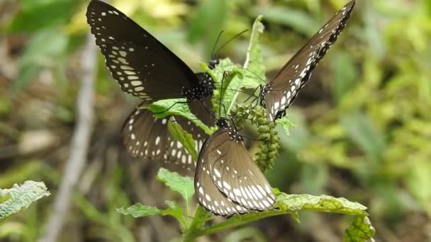 Hermosa Mariposa Monarca Está Volando Por Encima Las Flores Amarillas — Vídeo de stock