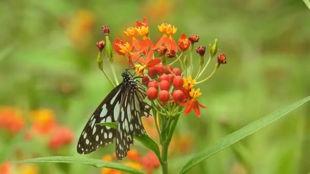 Güzel Kral Kelebeği Sarı Çiçekler Gün Işığında Çayırların Üzerinde Uçuyor — Stok video