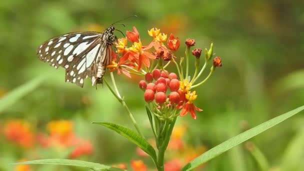 Güzel Kral Kelebeği Sarı Çiçekler Gün Işığında Çayırların Üzerinde Uçuyor — Stok video