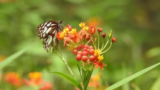 美しい君主蝶は太陽の下で黄色の花や草原の上を飛んでいる 熱帯エキゾチックなモナーク蝶の赤い花に餌を マクロを閉じます 春の楽園 緑豊かな葉の自然背景 モナーク蝶暖かいダンス — ストック動画