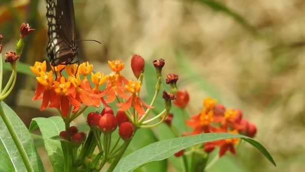 Vackra Monarken Fjäril Flyger Över Gula Blommor Och Gräsmark Solskenet — Stockvideo