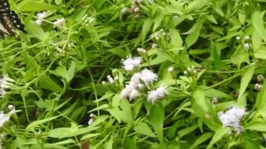 Güzel kral kelebeği sarı çiçekler ve gün ışığında çayırların üzerinde uçuyor. Tropikal egzotik kral kelebeği kırmızı çiçeklerle besleniyor. Bahar cenneti, yemyeşil doğal arka plan. Kral Kelebeği Sürü Dansı, 