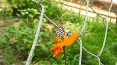 Kral kelebeği uçuyor ve sarı çiçekleri tozlaştırırken aynı zamanda nektar içiyor Mavi Kelebek 'in sarı çiçekleri üzerindeki yakın çekim filmini izliyor. Latince adı Polyommatus. Güzel mavi ipek morpho kelebeğinin yavaşça kanat açması.