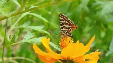 Kral kelebeği uçuyor ve sarı çiçekleri tozlaştırırken aynı zamanda nektar içiyor Mavi Kelebek 'in sarı çiçekleri üzerindeki yakın çekim filmini izliyor. Latince adı Polyommatus. Güzel mavi ipek morpho kelebeğinin yavaşça kanat açması.