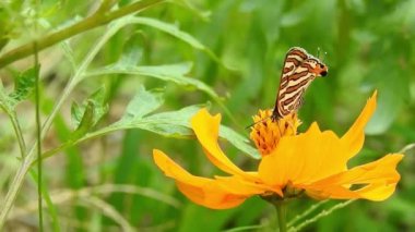 Kral kelebeği uçuyor ve sarı çiçekleri tozlaştırırken aynı zamanda nektar içiyor Mavi Kelebek 'in sarı çiçekleri üzerindeki yakın çekim filmini izliyor. Latince adı Polyommatus. Güzel mavi ipek morpho kelebeğinin yavaşça kanat açması.