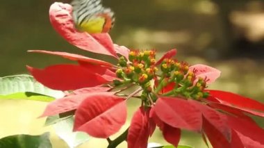 Kral kelebeği uçuyor ve sarı çiçekleri tozlaştırırken aynı zamanda nektar içiyor Mavi Kelebek 'in sarı çiçekleri üzerindeki yakın çekim filmini izliyor. Latince adı Polyommatus. Güzel mavi ipek morpho kelebeğinin yavaşça kanat açması.