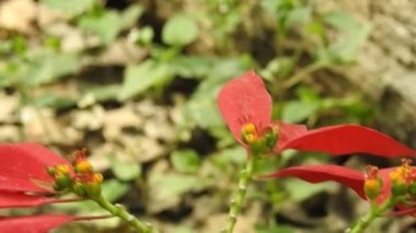 Kral kelebeği uçuyor ve sarı çiçekleri tozlaştırırken aynı zamanda nektar içiyor Mavi Kelebek 'in sarı çiçekleri üzerindeki yakın çekim filmini izliyor. Latince adı Polyommatus. Güzel mavi ipek morpho kelebeğinin yavaşça kanat açması.