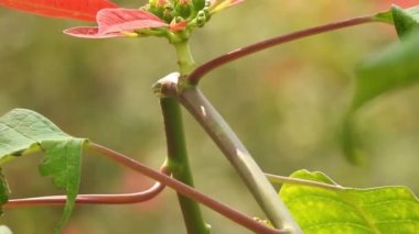 Kral kelebeği uçuyor ve sarı çiçekleri tozlaştırırken aynı zamanda nektar içiyor Mavi Kelebek 'in sarı çiçekleri üzerindeki yakın çekim filmini izliyor. Latince adı Polyommatus. Güzel mavi ipek morpho kelebeğinin yavaşça kanat açması.