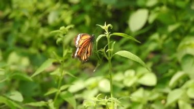 Turuncu renkli Meadow Buttercup çiçeklerinin (Rubiaceae) üzerinde oturan yeşil renkli kral kelebeği. Renkli kelebek çiçeklerden nektar içer, makro çekim yakın çekim, kaplan Kelebek Siyah ve Beyaz Kelebek yeşil saplı izole edilmiş 