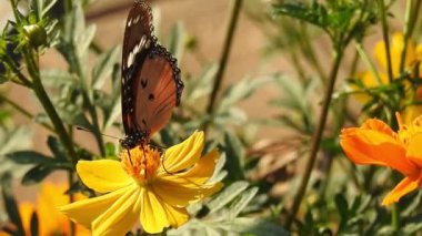 Turuncu renkli Meadow Buttercup çiçeklerinin (Rubiaceae) üzerinde oturan yeşil renkli kral kelebeği. Renkli kelebek çiçeklerden nektar içer, makro çekim yakın çekim, kaplan Kelebek Siyah ve Beyaz Kelebek yeşil saplı izole edilmiş 