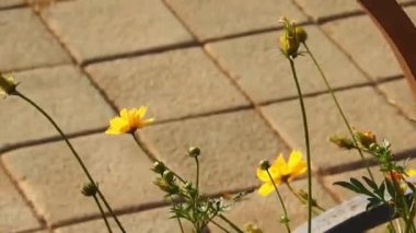 Turuncu renkli Meadow Buttercup çiçeklerinin (Rubiaceae) üzerinde oturan yeşil renkli kral kelebeği. Renkli kelebek çiçeklerden nektar içer, makro çekim yakın çekim, kaplan Kelebek Siyah ve Beyaz Kelebek yeşil saplı izole edilmiş 