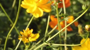 Turuncu renkli Meadow Buttercup çiçeklerinin (Rubiaceae) üzerinde oturan yeşil renkli kral kelebeği. Renkli kelebek çiçeklerden nektar içer, makro çekim yakın çekim, kaplan Kelebek Siyah ve Beyaz Kelebek yeşil saplı izole edilmiş 