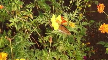 Turuncu renkli Meadow Buttercup çiçeklerinin (Rubiaceae) üzerinde oturan yeşil renkli kral kelebeği. Renkli kelebek çiçeklerden nektar içer, makro çekim yakın çekim, kaplan Kelebek Siyah ve Beyaz Kelebek yeşil saplı izole edilmiş 