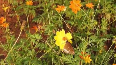 Turuncu renkli Meadow Buttercup çiçeklerinin (Rubiaceae) üzerinde oturan yeşil renkli kral kelebeği. Renkli kelebek çiçeklerden nektar içer, makro çekim yakın çekim, kaplan Kelebek Siyah ve Beyaz Kelebek yeşil saplı izole edilmiş 