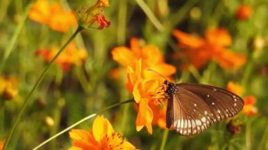 Turuncu renkli Meadow Buttercup çiçeklerinin (Rubiaceae) üzerinde oturan yeşil renkli kral kelebeği. Renkli kelebek çiçeklerden nektar içer, makro çekim yakın çekim, kaplan Kelebek Siyah ve Beyaz Kelebek yeşil saplı izole edilmiş 