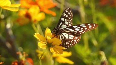 Turuncu renkli Meadow Buttercup çiçeklerinin (Rubiaceae) üzerinde oturan yeşil renkli kral kelebeği. Renkli kelebek çiçeklerden nektar içer, makro çekim yakın çekim, kaplan Kelebek Siyah ve Beyaz Kelebek yeşil saplı izole edilmiş 