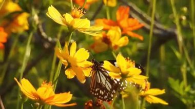 Turuncu renkli Meadow Buttercup çiçeklerinin (Rubiaceae) üzerinde oturan yeşil renkli kral kelebeği. Renkli kelebek çiçeklerden nektar içer, makro çekim yakın çekim, kaplan Kelebek Siyah ve Beyaz Kelebek yeşil saplı izole edilmiş 