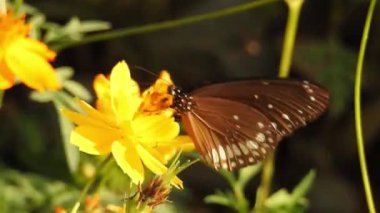 Turuncu renkli Meadow Buttercup çiçeklerinin (Rubiaceae) üzerinde oturan yeşil renkli kral kelebeği. Renkli kelebek çiçeklerden nektar içer, makro çekim yakın çekim, kaplan Kelebek Siyah ve Beyaz Kelebek yeşil saplı izole edilmiş 
