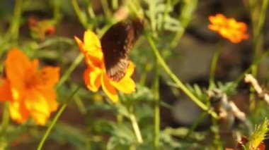 Turuncu renkli Meadow Buttercup çiçeklerinin (Rubiaceae) üzerinde oturan yeşil renkli kral kelebeği. Renkli kelebek çiçeklerden nektar içer, makro çekim yakın çekim, kaplan Kelebek Siyah ve Beyaz Kelebek yeşil saplı izole edilmiş 
