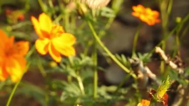 Turuncu renkli Meadow Buttercup çiçeklerinin (Rubiaceae) üzerinde oturan yeşil renkli kral kelebeği. Renkli kelebek çiçeklerden nektar içer, makro çekim yakın çekim, kaplan Kelebek Siyah ve Beyaz Kelebek yeşil saplı izole edilmiş 