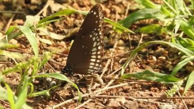 Turuncu renkli Meadow Buttercup çiçeklerinin (Rubiaceae) üzerinde oturan yeşil renkli kral kelebeği. Renkli kelebek çiçeklerden nektar içer, makro çekim yakın çekim, kaplan Kelebek Siyah ve Beyaz Kelebek yeşil saplı izole edilmiş 