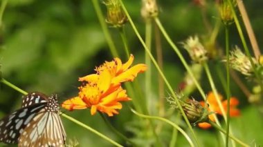 Turuncu renkli Meadow Buttercup çiçeklerinin (Rubiaceae) üzerinde oturan yeşil renkli kral kelebeği. Renkli kelebek çiçeklerden nektar içer, makro çekim yakın çekim, kaplan Kelebek Siyah ve Beyaz Kelebek yeşil saplı izole edilmiş 