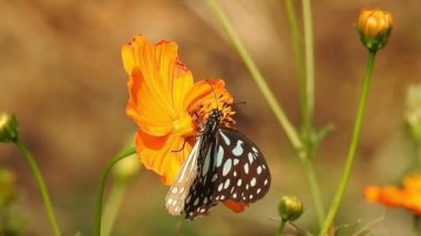 Turuncu renkli çiçekte kelebek ormanda yeşil arka planda yiyecek alıyor. Kelebek kaplanı sarı tropik çiçekli bitkinin hortumlarıyla tatlı emiyor, yavaş çekim HD videosu. Kelebek kral kelebeği turuncu renkli çayırda oturuyor. 