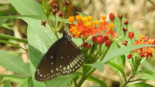 Piękny Monarcha Motyl Lata Nad Żółtymi Kwiatami Pastwiskami Słońcu Tropikalny — Wideo stockowe
