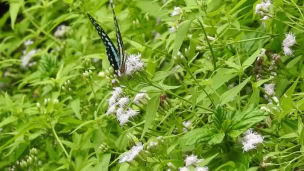 Schöne Monarchfalter Fliegen Über Gelben Blumen Und Grasland Der Sonne — Stockvideo