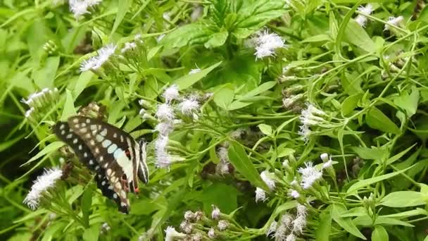 Hermosa Mariposa Monarca Está Volando Por Encima Las Flores Amarillas — Vídeos de Stock