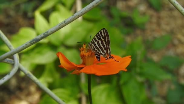 Красивая Бабочка Монарх Летит Над Жёлтыми Цветами Лугами Солнце Тропическая — стоковое видео
