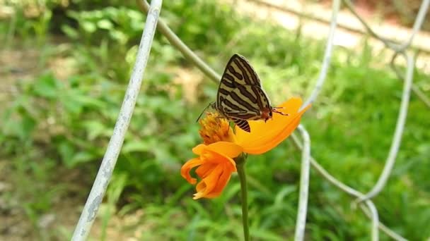 Farfalla Monarca Che Vola Impollina Fiori Gialli Mentre Beve Nettare — Video Stock